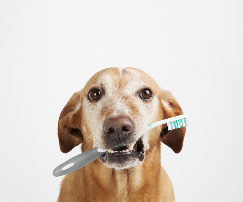 Teeth Brush